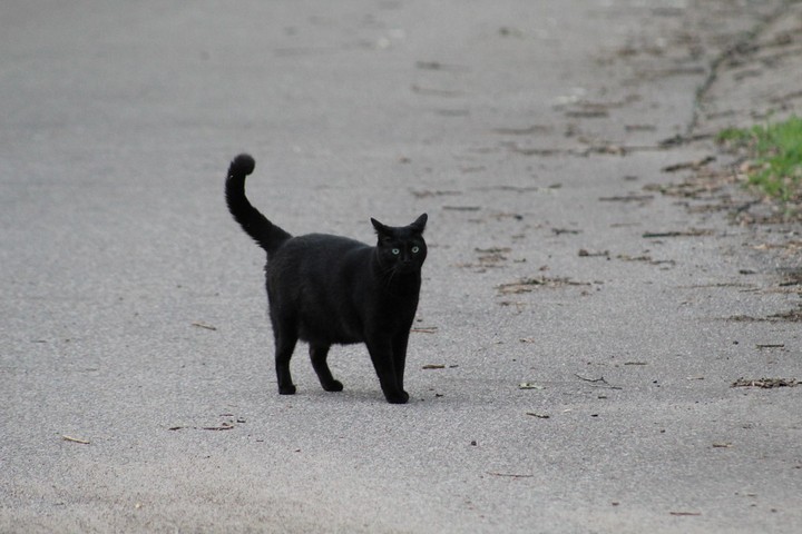 черная кошка перешла дорогу слева