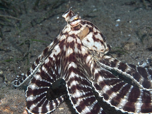 мимический осьминог