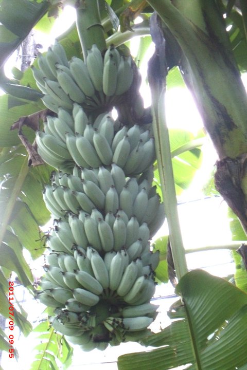 бананы на ветке