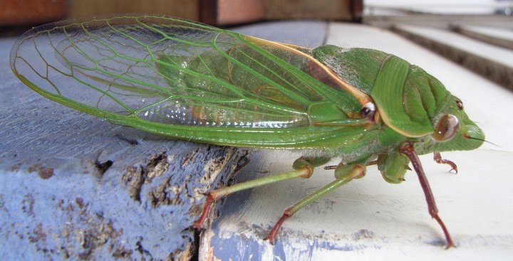 зеленая австралийская цикада