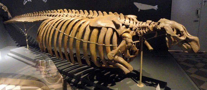 скелет в музее