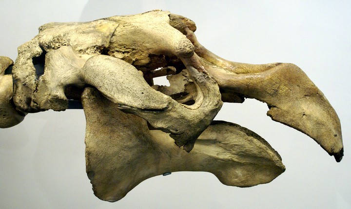 череп в музее