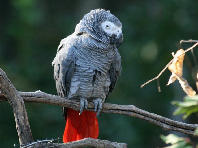 попугай с красным хвостом