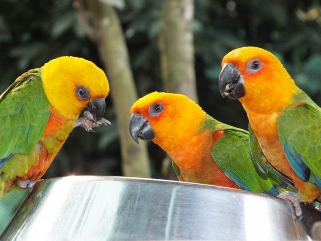 три попугая