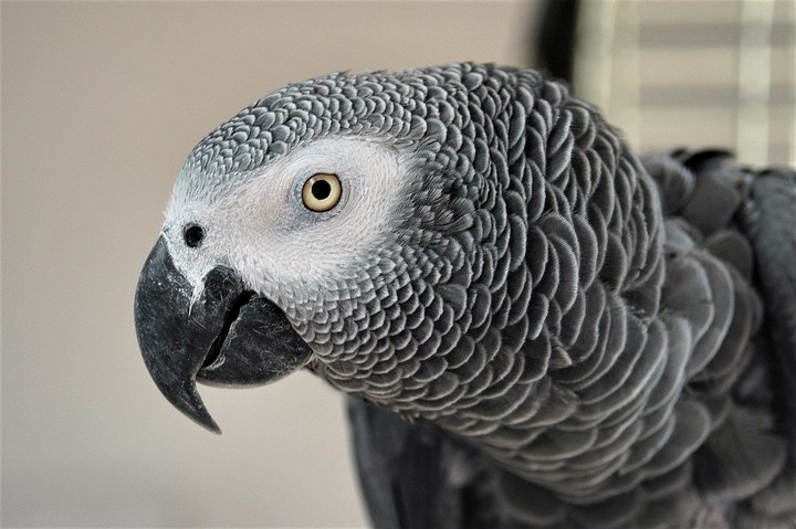 серый попугай