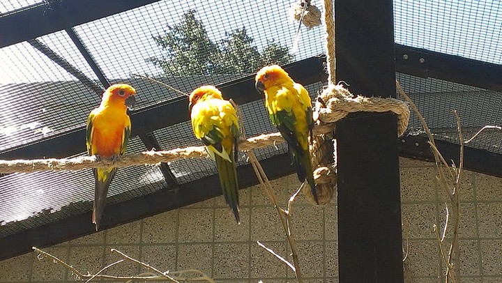 попугаи в вольере