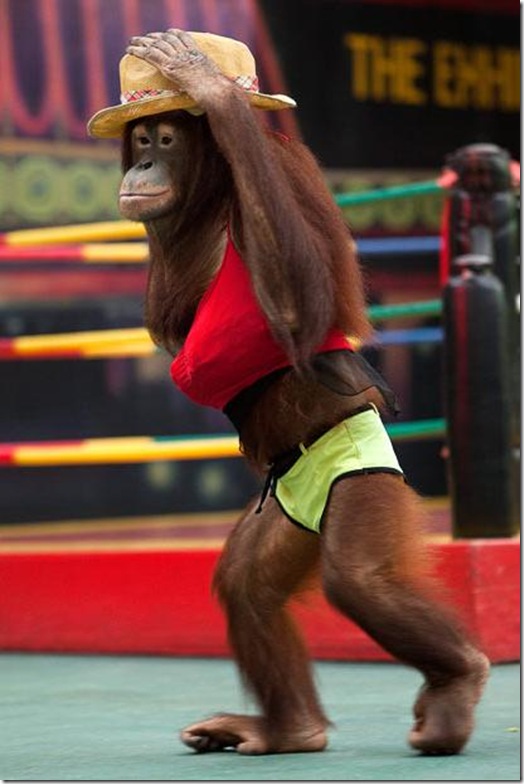 Orangutans-met-in-the-ring-Bangkok-10
