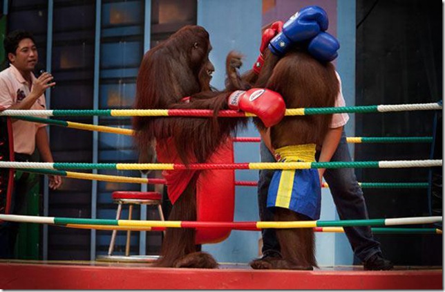 Orangutans-met-in-the-ring-Bangkok-14