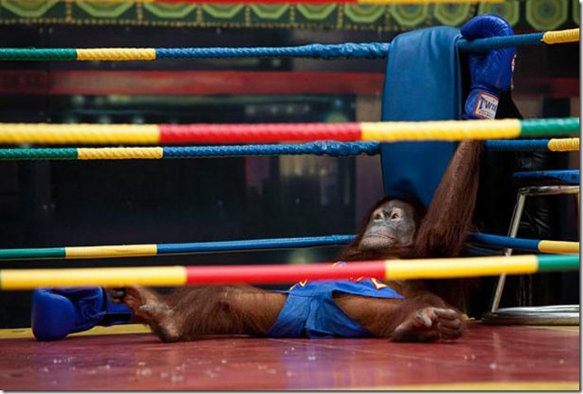 Orangutans-met-in-the-ring-Bangkok-3