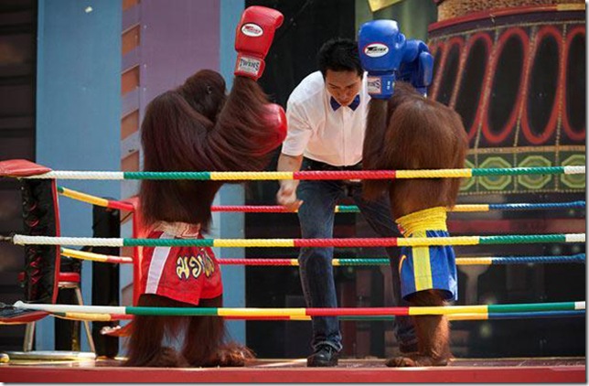 Orangutans-met-in-the-ring-Bangkok-4