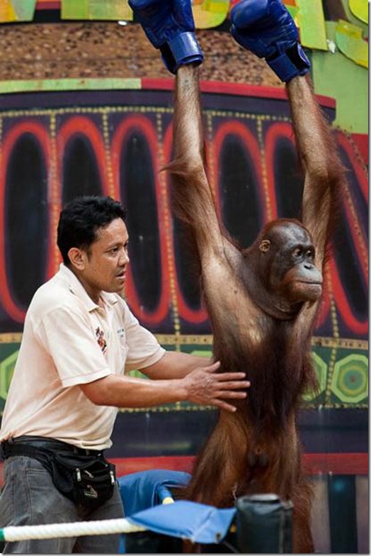 Orangutans-met-in-the-ring-Bangkok-5