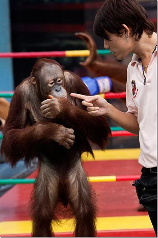 Orangutans-met-in-the-ring-Bangkok-8