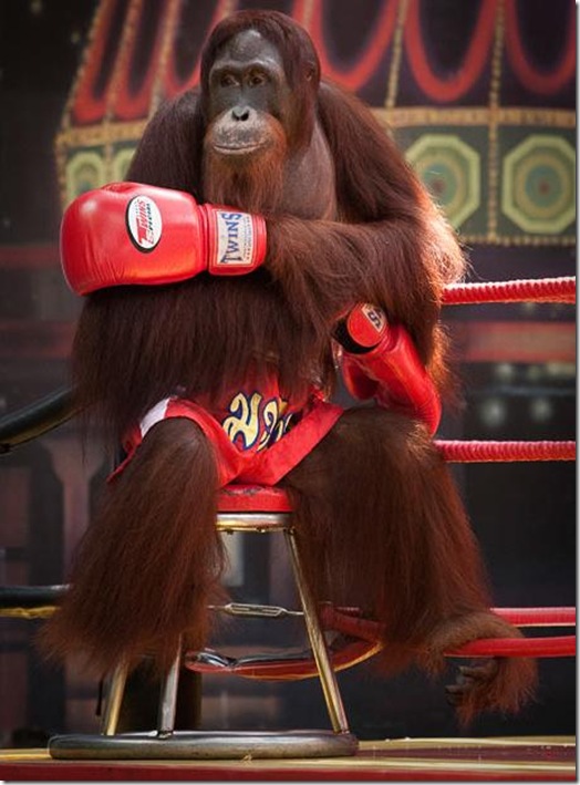 Orangutans-met-in-the-ring-Bangkok-9