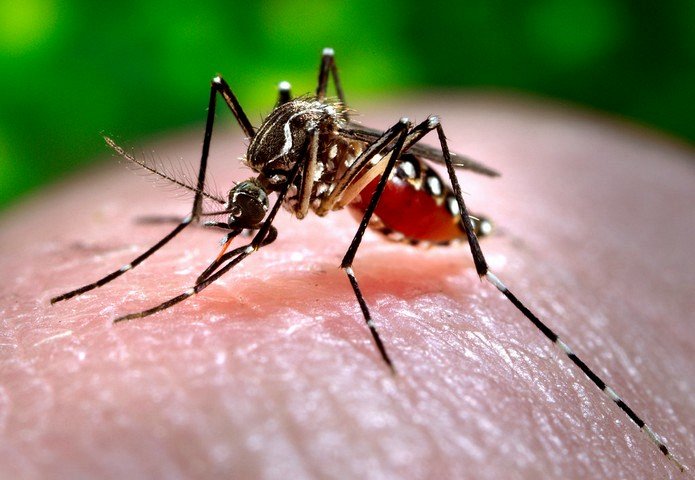 комар денге