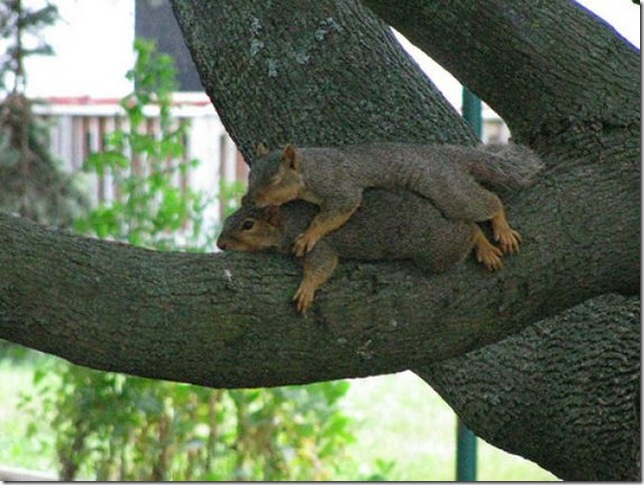 lazy-squirrel03