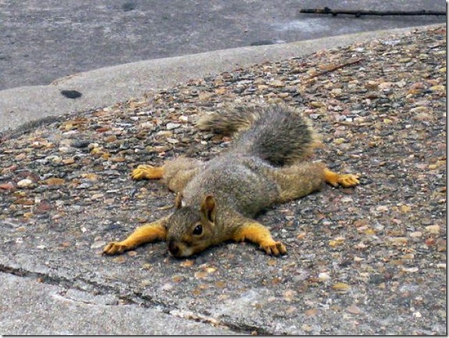 lazy-squirrel04