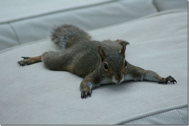lazy-squirrel08