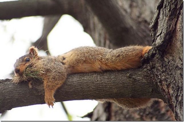 lazy-squirrel09