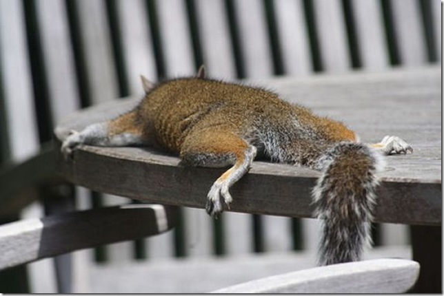 lazy-squirrel10