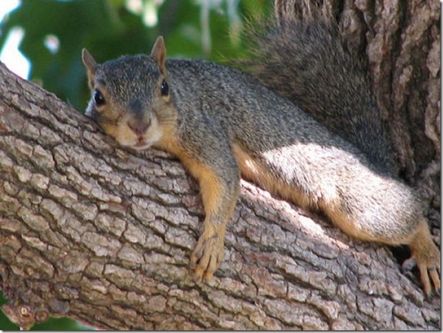 lazy-squirrel13