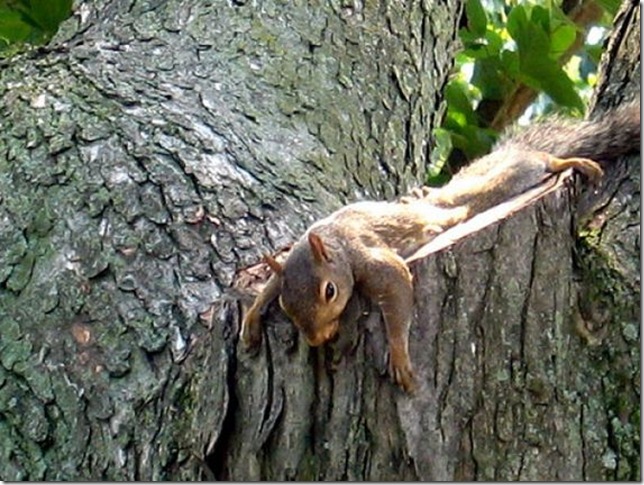 lazy-squirrel15