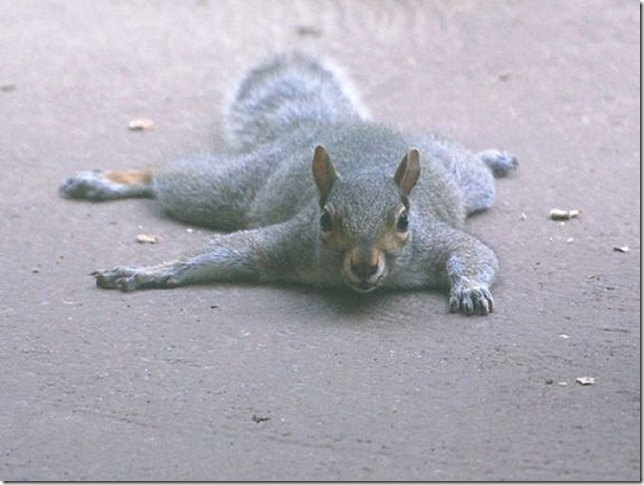 lazy-squirrel16