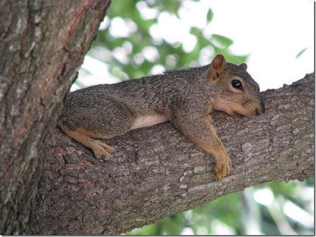 lazy-squirrel17