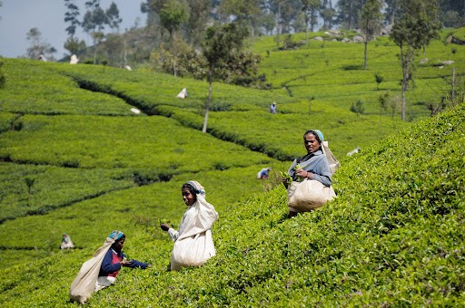 женщины собирают чай