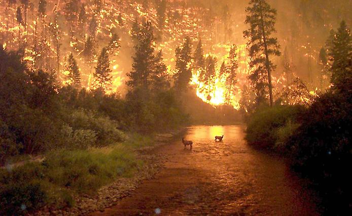 Объятый огнём лес