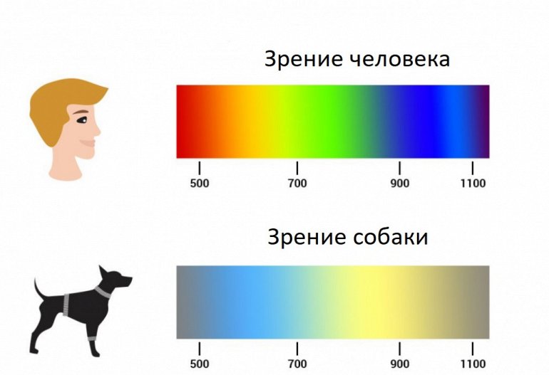 как видят цвета собаки
