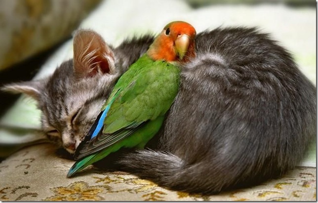 cat-and-parrot