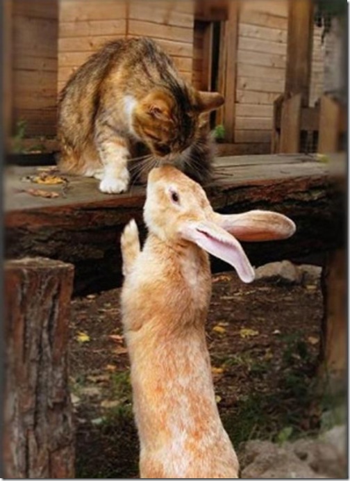cat-and-rabbit