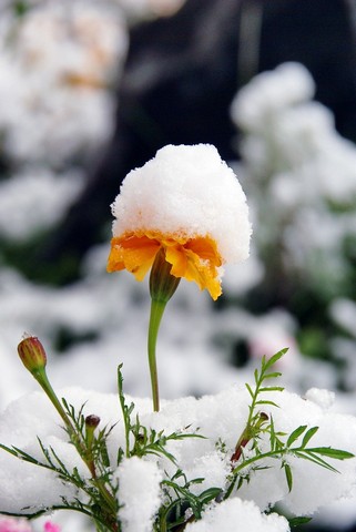 зимний цветок