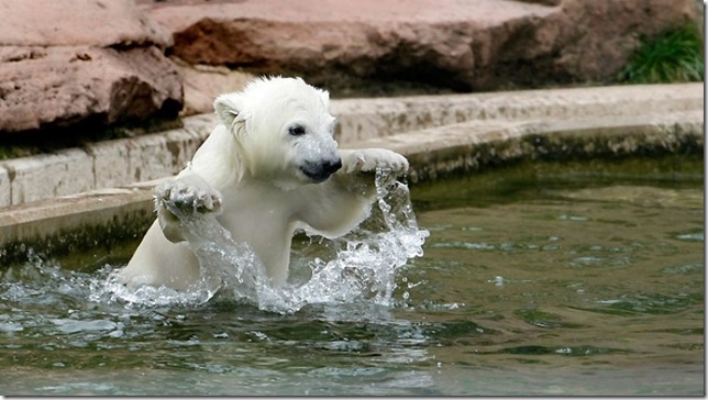 детеныш полярного медведя