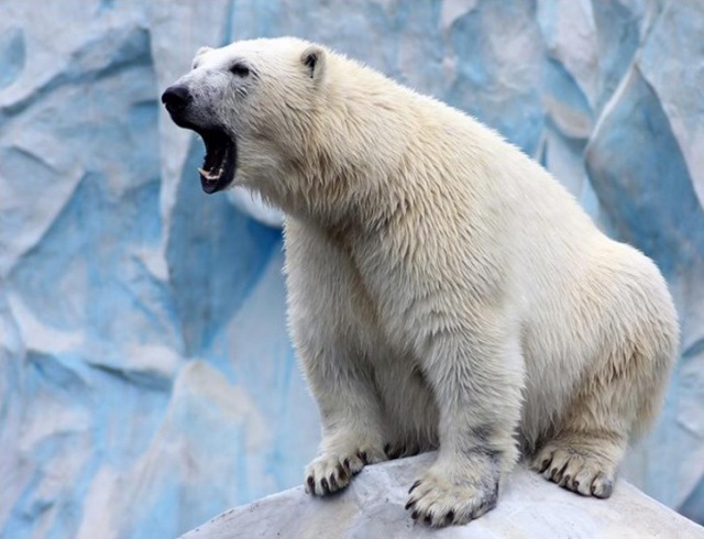 Polar Bear1