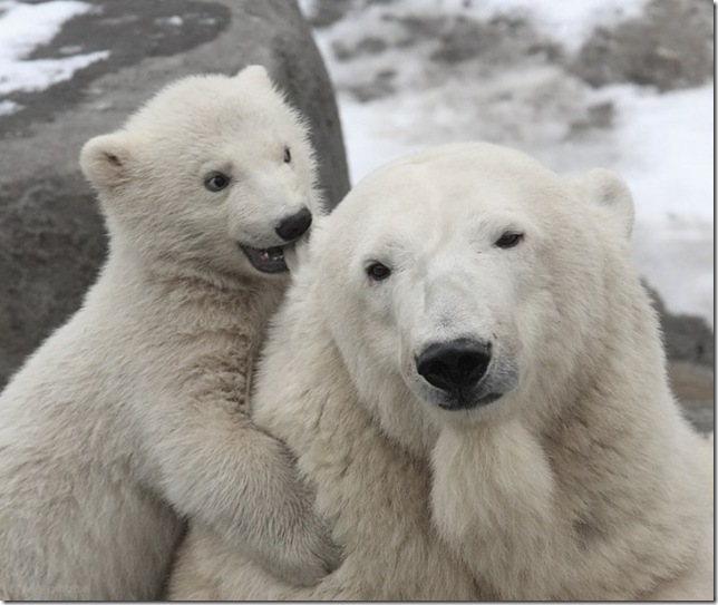 Polar Bears1