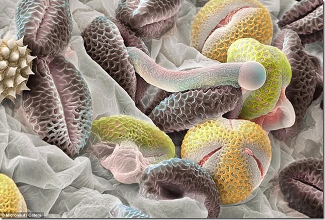 пятна пыльцы