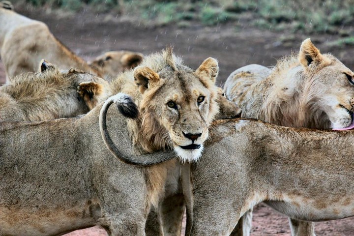 самки льва