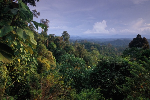 тропические леса