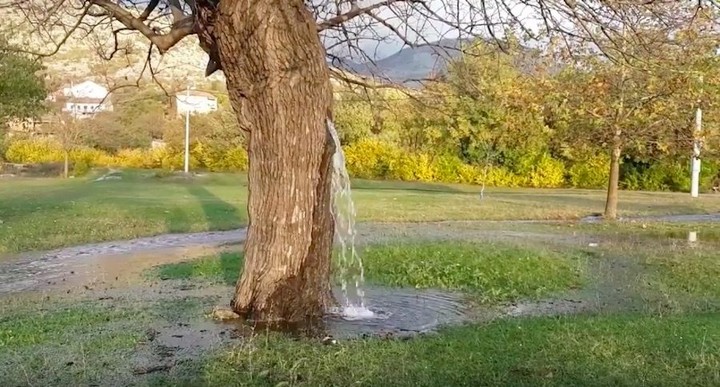 водное дерево