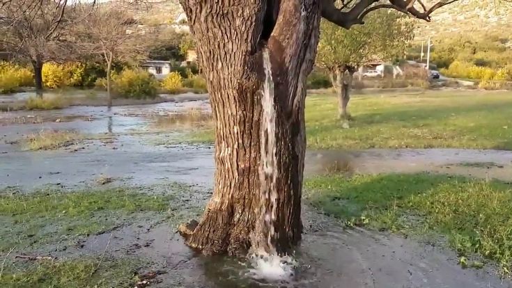 водное дерево