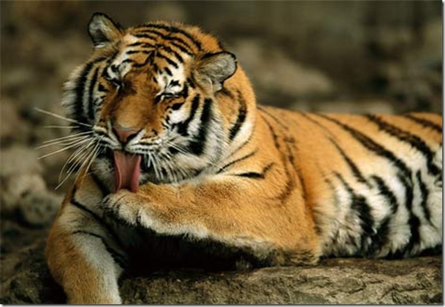 siberian-tiger-grooming