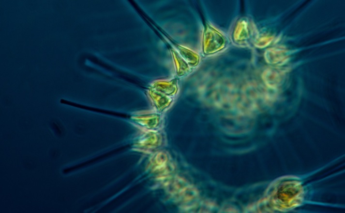 Что такое фитопланктон и какова его роль в природе?
