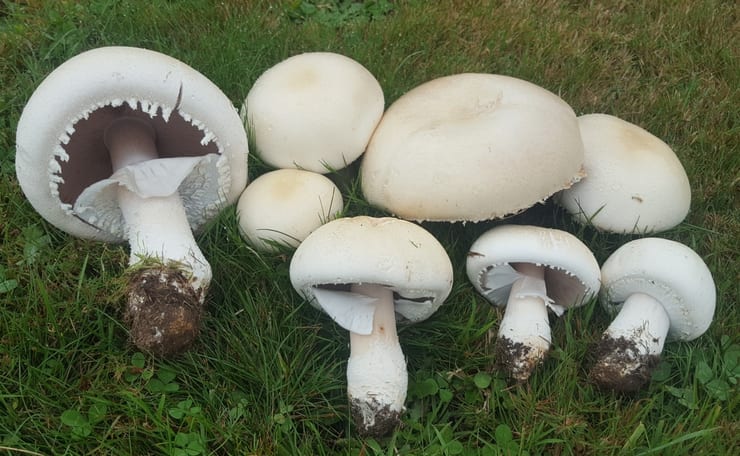 грибы шампиньоны