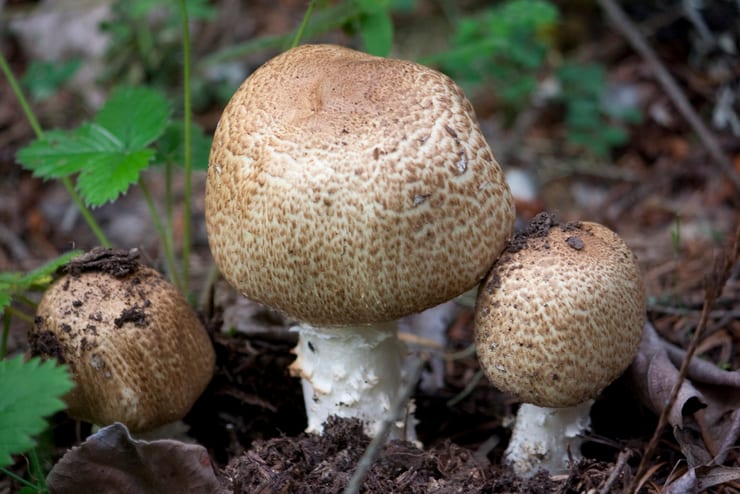 шампиньоны