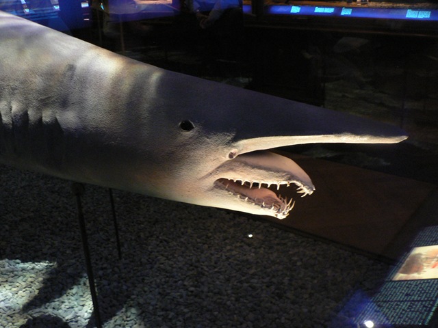 акула-гоблин