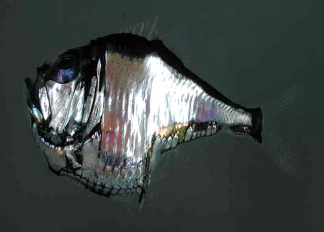 рыба топорик
