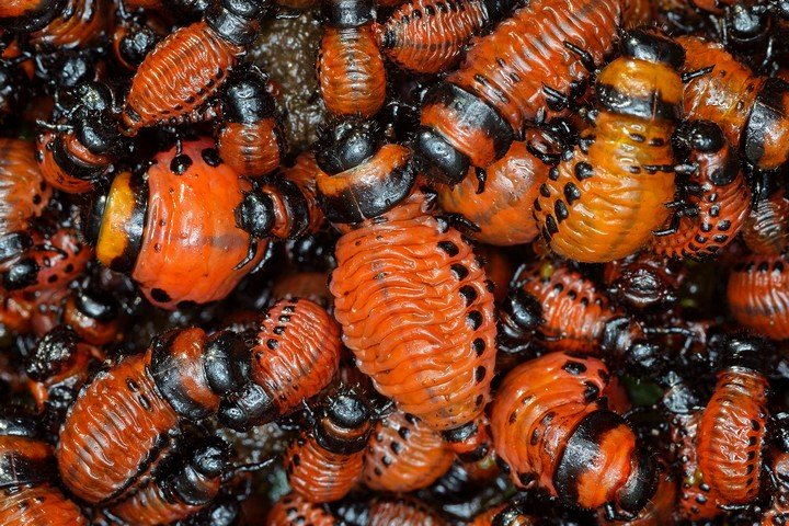 личинки колорадского жука