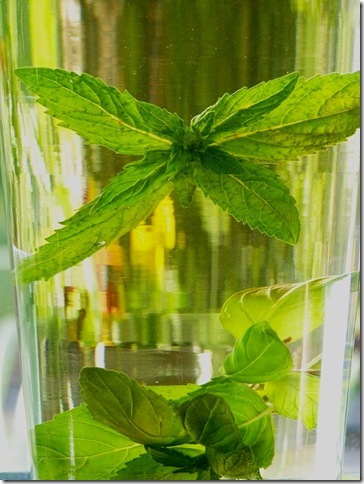 Свежая мята