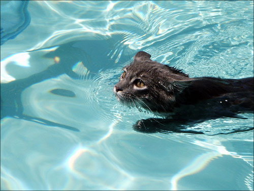 плавающие животные